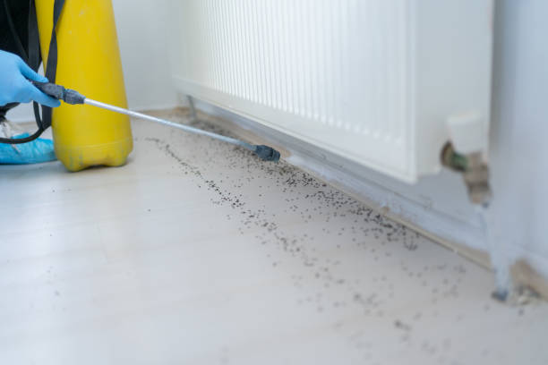 Best Wasp Removal Services  in Grayling, MI